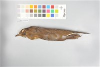 藏品(赤腹鶇)的圖片